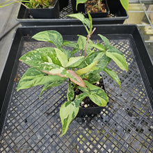 Load image into Gallery viewer, Syngonium Red Spot Tricolor, Exact Plant Variegated Ships Nationwide
