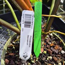 Load image into Gallery viewer, Philodendron Mexicanum, Exact Plant Ships Nationwide
