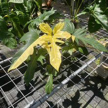 Load image into Gallery viewer, Philodendron Golden Dragon, Exact Plant Variegated
