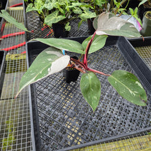 Load image into Gallery viewer, Philodendron Red Anderson, Exact Plant Ships Nationwide
