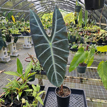 Load image into Gallery viewer, Alocasia Longiloba, Denudata, Exact Plant
