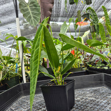 Load image into Gallery viewer, Anthurium Warocqueanum, Queen, Exact Plant Ships Nationwide
