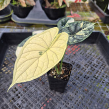 Load image into Gallery viewer, Alocasia dragon scale albo Exact Plant Ships Nationwide
