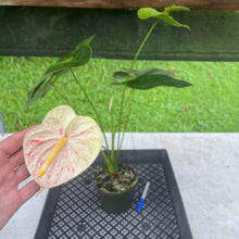 Load image into Gallery viewer, Anthurium Peppermint Splash, Shibori AFF, speckled , Exact Plant
