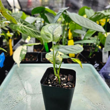 Load image into Gallery viewer, Monstera Siltepecana, Exact Plant Variegated Ships Nationwide
