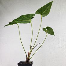 Load image into Gallery viewer, Anthurium Decipiens, Exact Plant
