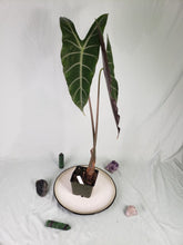 Load image into Gallery viewer, Longiloba Denudata, Exact Plant, Alocasia
