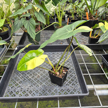 Load image into Gallery viewer, Philodendron Ilsemanii Variegated exact plant, Fedex 2day*
