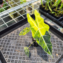 Load image into Gallery viewer, Alocasia Sanderiana Bull Aurea Variegated exact plant, Fedex 2day*
