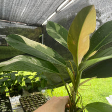 Load image into Gallery viewer, Philodendron Wend Imbe Variegated exact plant, Fedex 2day*
