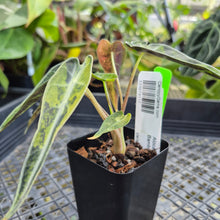 Load image into Gallery viewer, Alocasia Bambino, Exact Plant Variegated Ships Nationwide
