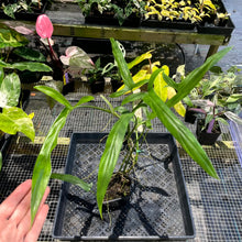 Load image into Gallery viewer, Philodendron Holtonianum 4" pot, Fedex 2day*
