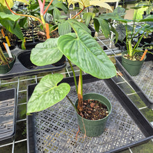 Load image into Gallery viewer, Philodendron Sodiroi True Form exact plant, Fedex 2day*
