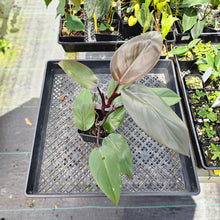 Load image into Gallery viewer, Philodendron Royal Queen, Exact Plant Ships Nationwide
