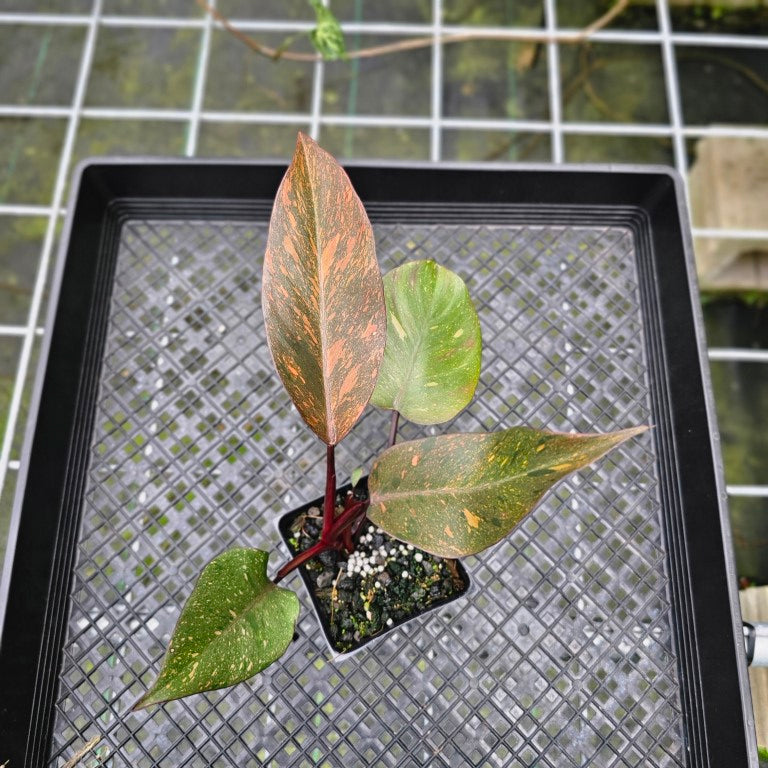 Philodendron Orange Princess, Exact Plant Variegated