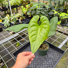 Load image into Gallery viewer, Anthurium Watermaliense exact plant, Fedex 2day*
