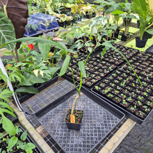 Load image into Gallery viewer, Philodendron Holtonianum, Exact Plant Ships Nationwide
