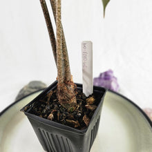 Load image into Gallery viewer, Alocasia Longiloba, Denudata, Exact Plant
