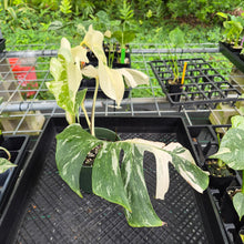Load image into Gallery viewer, Monstera Borsigiana Albo Deliciosa, Exact Plant Variegated Ships Nationwide
