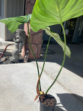 Load image into Gallery viewer, Pastazanum XL, Exact plant, Philodendron, ships nationwide
