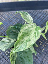 Load image into Gallery viewer, Philodendron Hederaceum, Heart Leaf, Variegated multi pot Ships Nationwide
