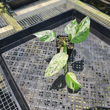 Load image into Gallery viewer, Epipremnum Pinnatum Marble, Exact Plant Variegated Ships Nationwide

