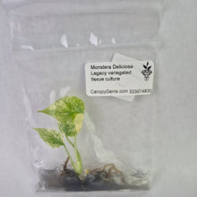Load image into Gallery viewer, Monstera Deliciosa Legacy variegated tissue culture 2DayAir
