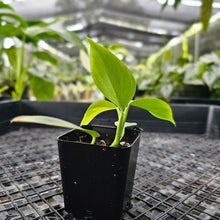 Load image into Gallery viewer, Philodendron Hastatum Silver Sword, Exact Plant Variegated Ships Nationwide
