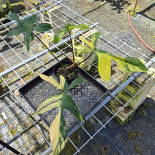 Load image into Gallery viewer, Philodendron Florida Beauty, Exact Plant Variegated

