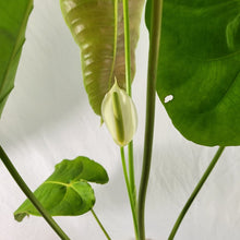 Load image into Gallery viewer, Anthurium Veitchii Narrow Form, Exact Plant x hybrid noid
