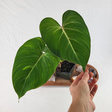Load image into Gallery viewer, Philodendron Gloriosum, Pink Veined Back, Exact Plant Sport-variegated
