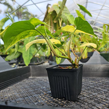 Load image into Gallery viewer, Syngonium Aurea, Exact Plant Variegated Ships Nationwide

