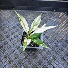 Load image into Gallery viewer, Spathiphylum Peace Lily City of Angels, Exact Plant Variegated
