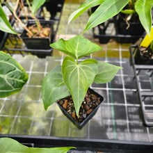 Load image into Gallery viewer, Anthurium Macrolobium, Exact Plant Ships Nationwide

