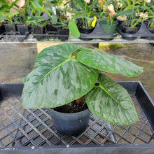 Load image into Gallery viewer, Philodendron Sodiroi True Form, Exact Plant Ships Nationwide
