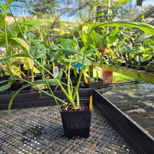 Load image into Gallery viewer, Philodendron Holtonianum Variegated, Exact Plant Ships Nationwide
