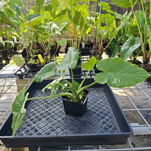 Load image into Gallery viewer, Alocasia Odora, Okinawa Silver, Exact Plant Variegated Ships Nationwide
