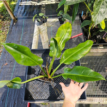 Load image into Gallery viewer, Philodendron Giant Orlando, Exact Plant Ships Nationwide
