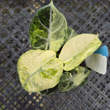 Load image into Gallery viewer, Alocasia Ninja, Exact Plant Variegated Ships Nationwide
