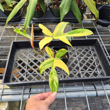 Load image into Gallery viewer, Philodendron Florida Beauty, Exact Plant Variegated Ships Nationwide

