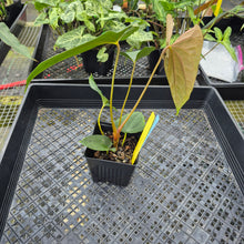 Load image into Gallery viewer, Anthurium Papillilaminum Fort Sherman X ( FS X Ralph Lynam), Exact Plant Ships Nationwide
