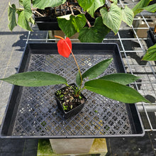 Load image into Gallery viewer, Anthurium Sherzerianum &quot;Pig Tail&quot;, Exact Plant Ships Nationwide
