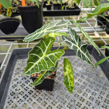 Load image into Gallery viewer, Alocasia Polly Aurea variegated exact plant, Fedex 2day*
