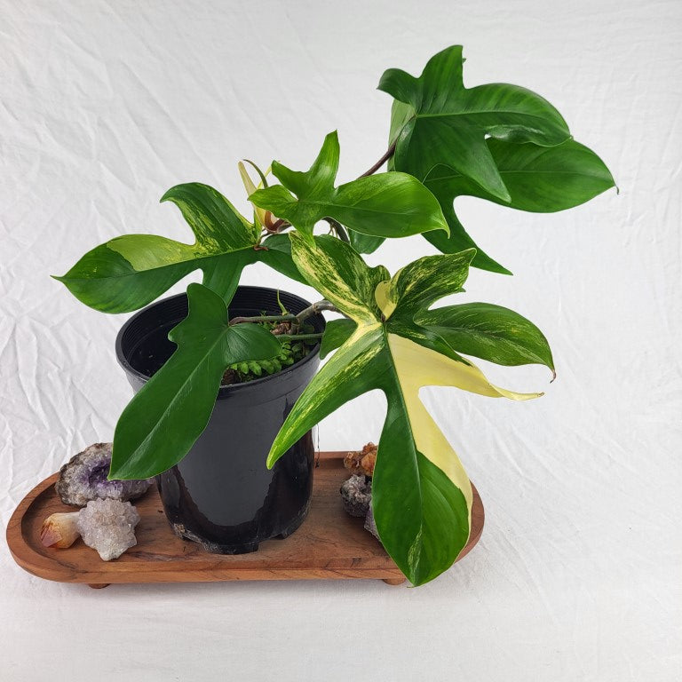 Philodendron Florida Beauty, Exact Plant Variegated