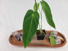 Load image into Gallery viewer, Anthurium Angamarcanum , Exact Plant Ships Nationwide

