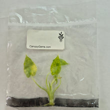 Load image into Gallery viewer, Alocasia Macrorhizza Aurea Variegated tissue culture 2DayAir
