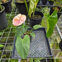 Load image into Gallery viewer, Anthurium Andraeanum Starlight Splash, Exact Plant, Speckled
