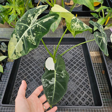 Load image into Gallery viewer, Alocasia Frydek, Exact Plant Variegated Ships Nationwide
