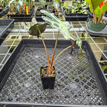 Load image into Gallery viewer, Alocasia Venom exact plant, Fedex 2day*

