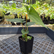 Load image into Gallery viewer, Anthurium Papillilaminum Fort Sherman X Ralph Lynam, Exact Plant Ship Nationwide
